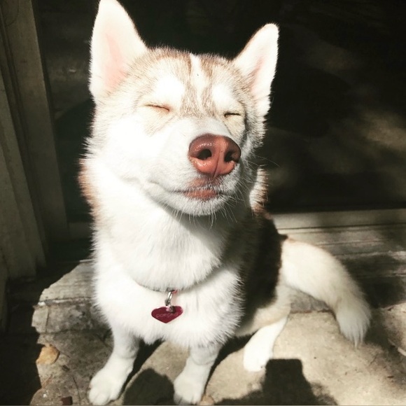 🦊 SORE IS LIVE! 🦊 - Picture 14 of 15